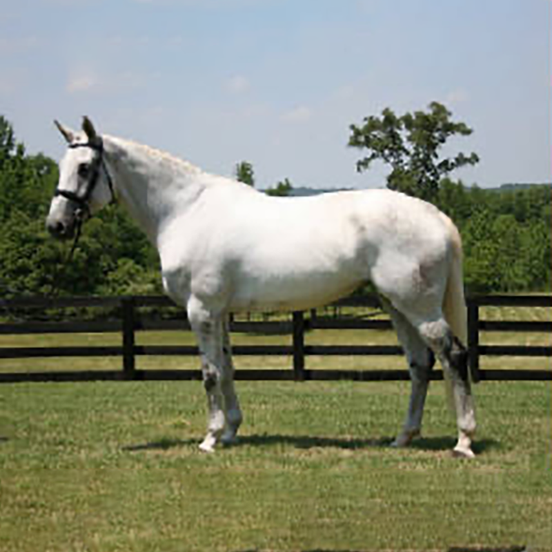 Royal Rayne MF 01b